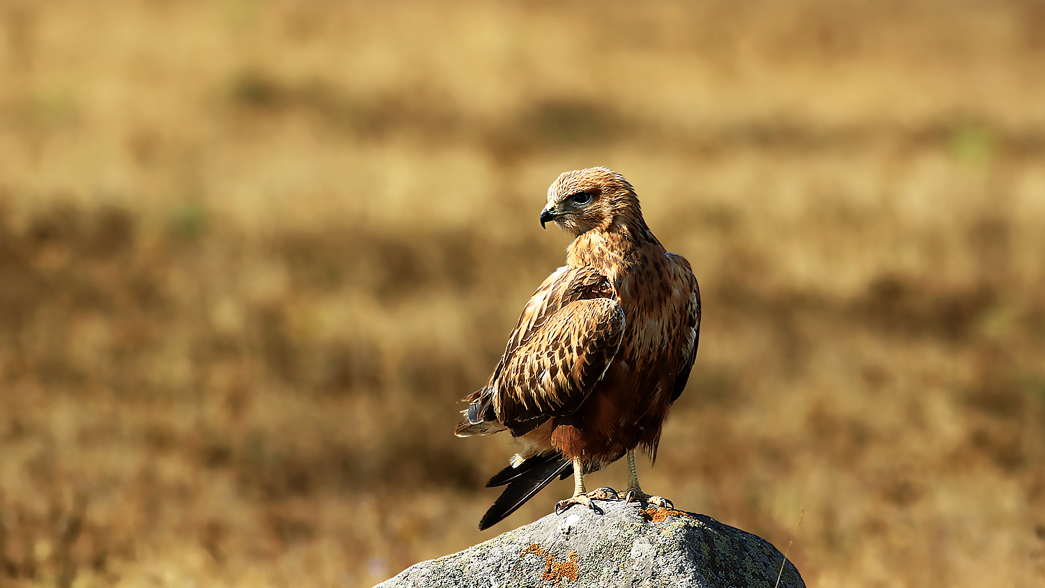 Long-legged Buzzard